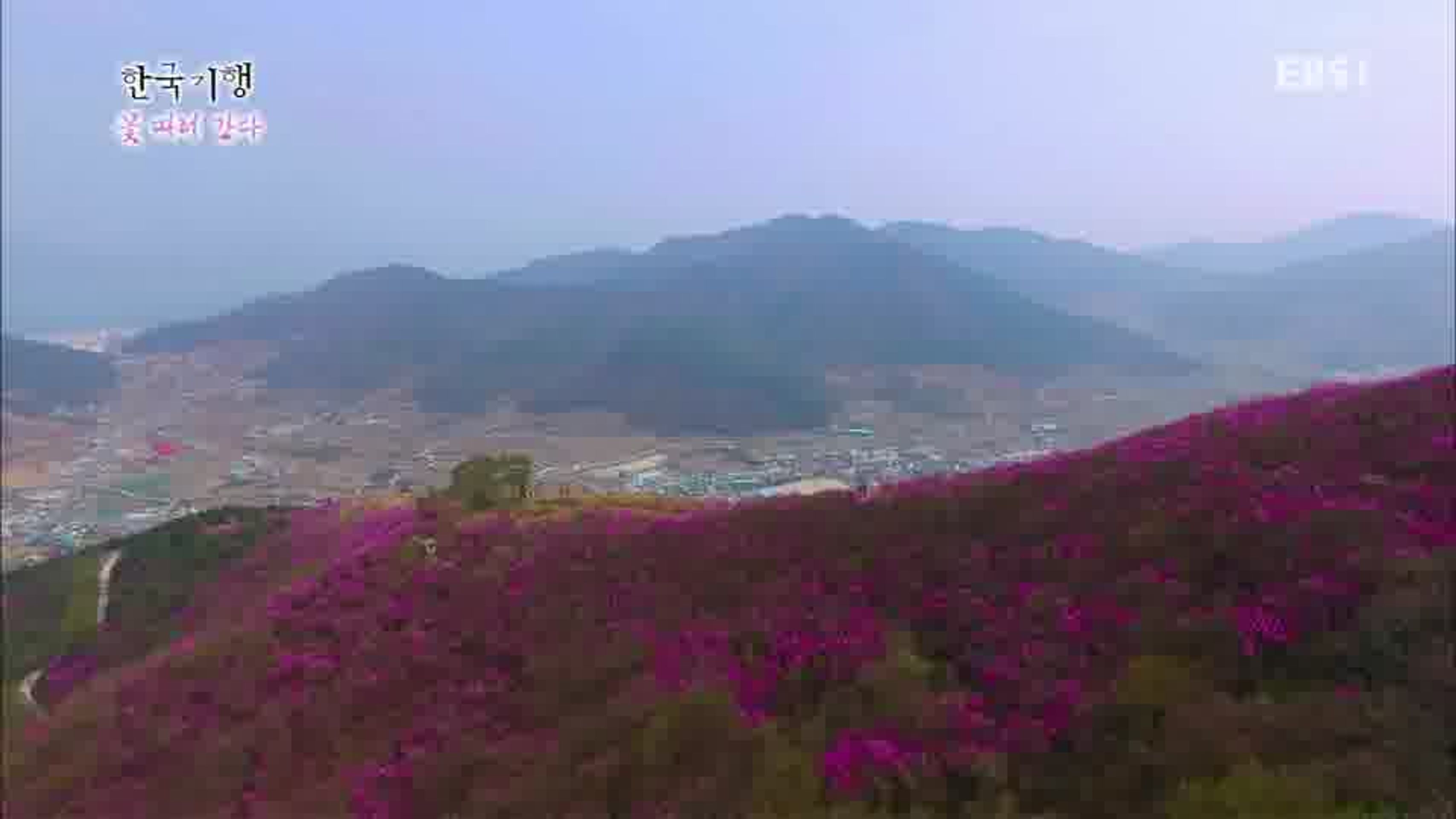 한국기행 - 꽃 따러 간다