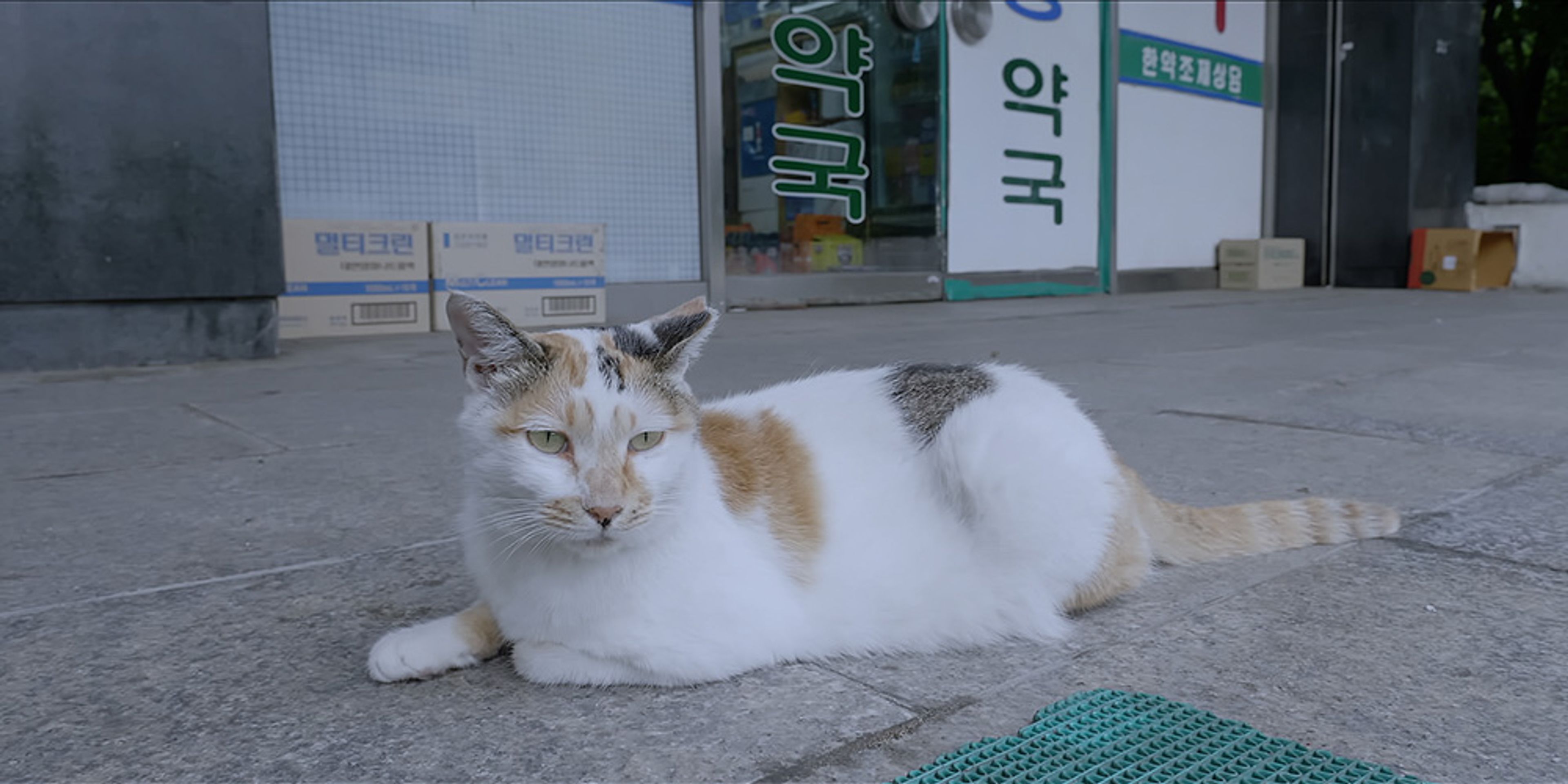 고양이들의 아파트