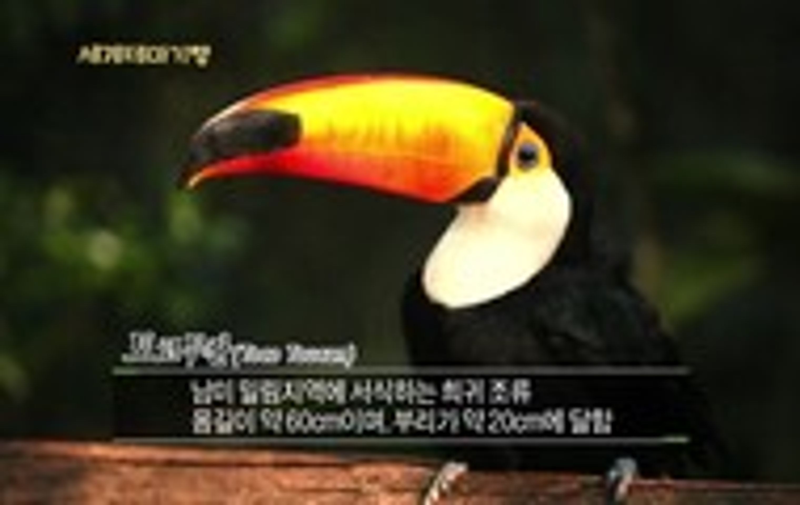 세계테마기행 - 신이 빚은 대자연,아르헨티나