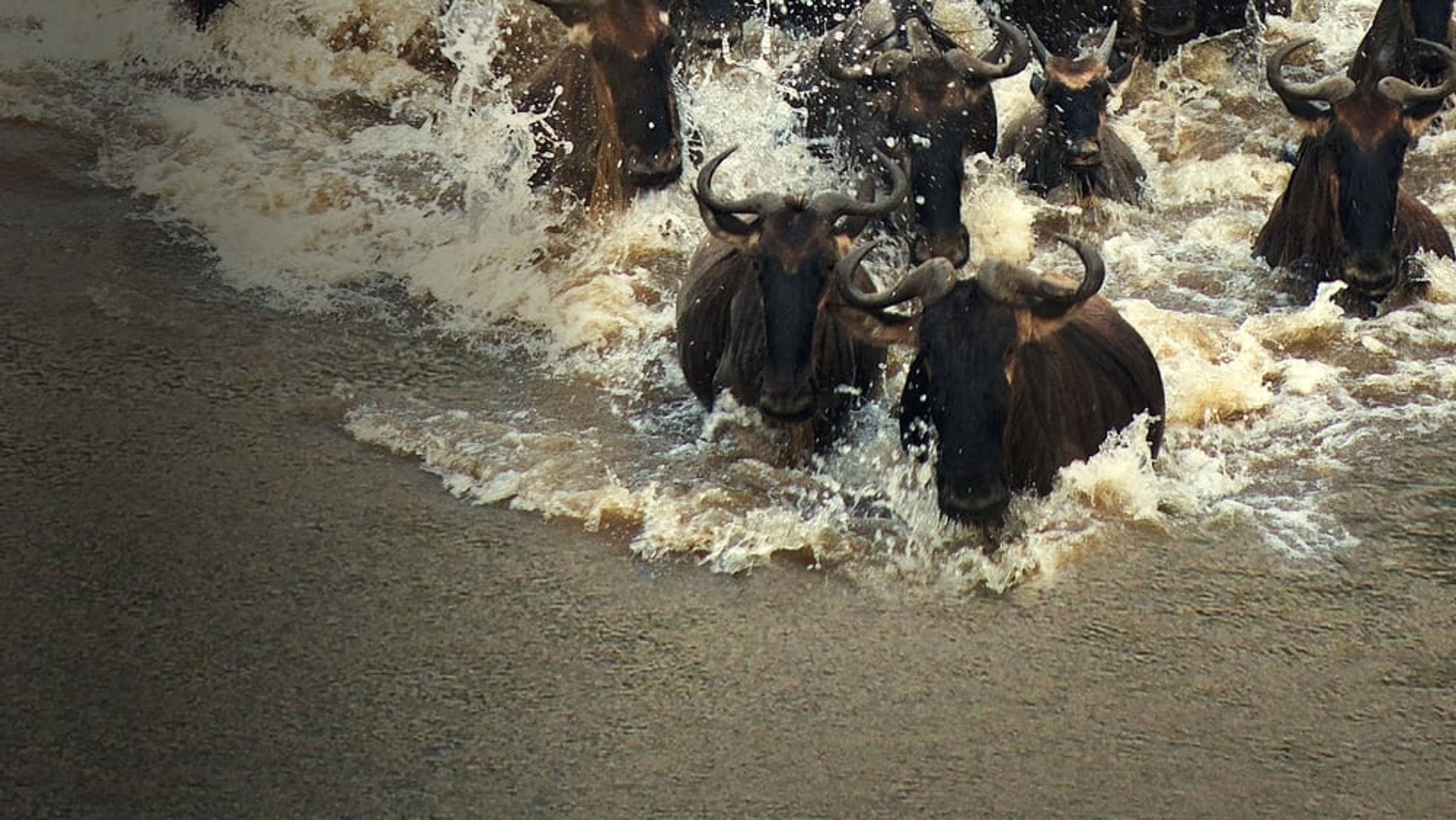 인크레더블 동물 여행