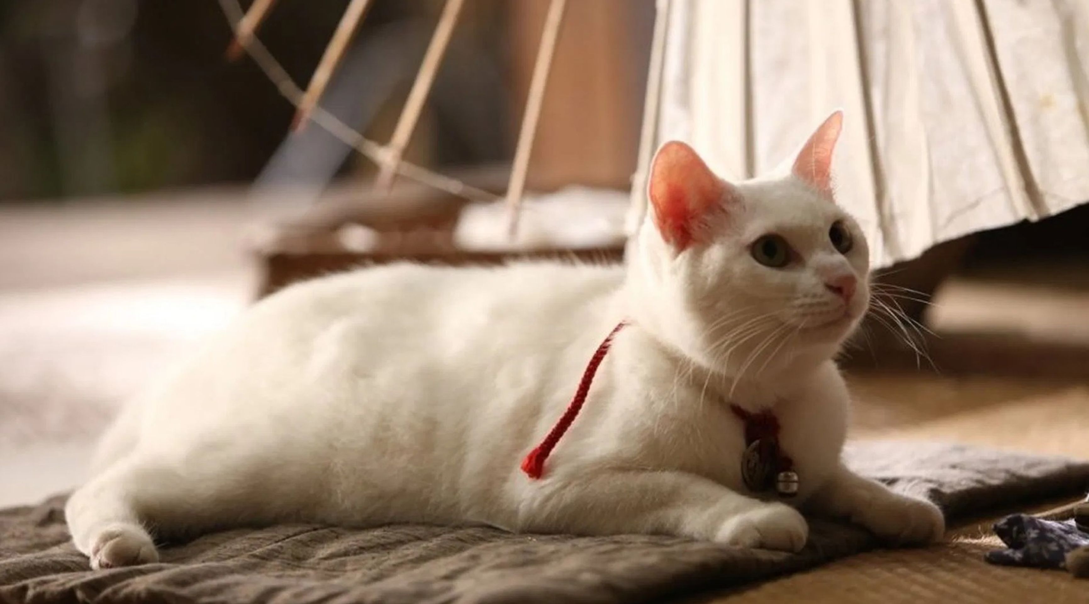 고양이 사무라이