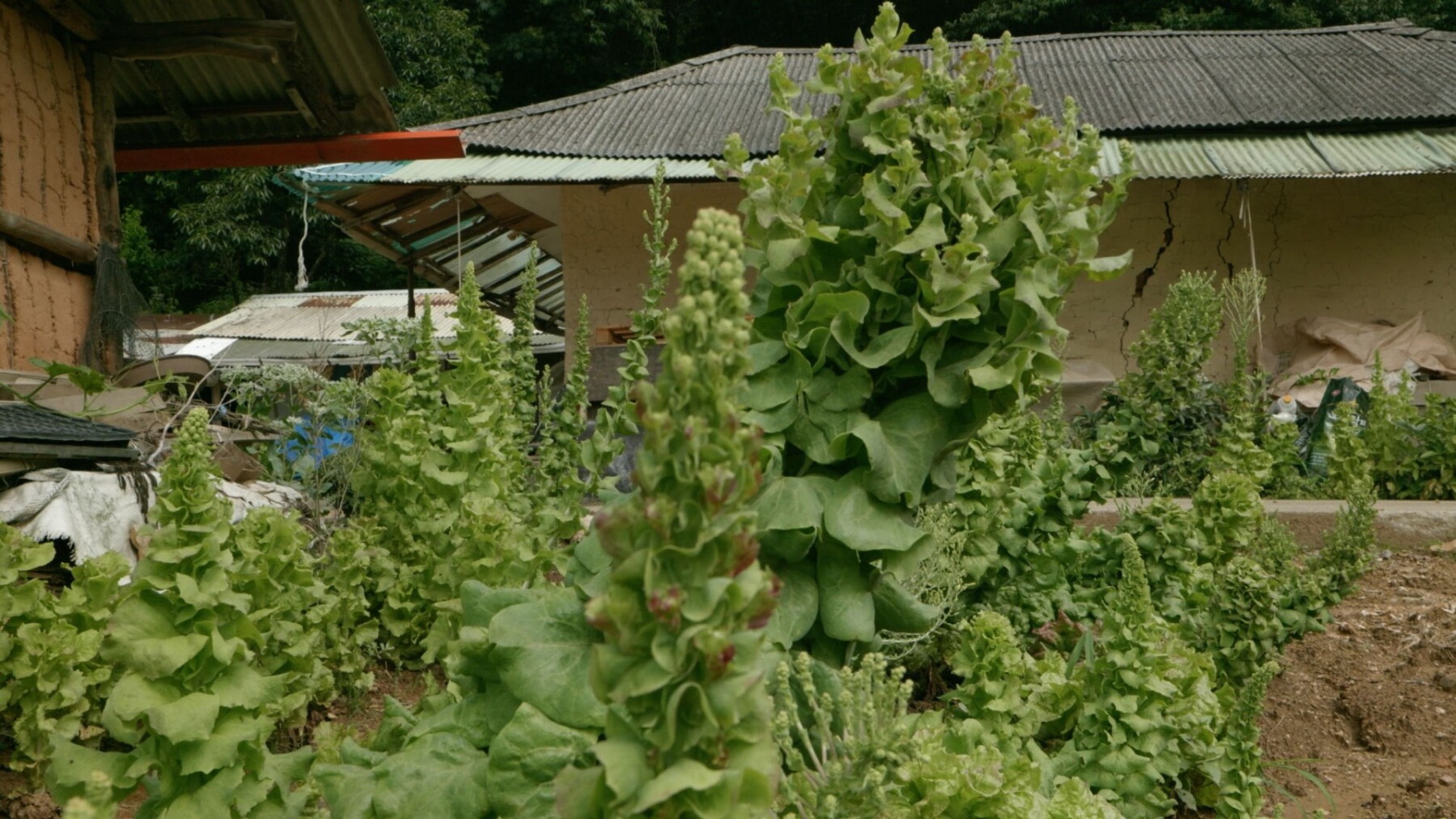 마당이 두 개인 집
