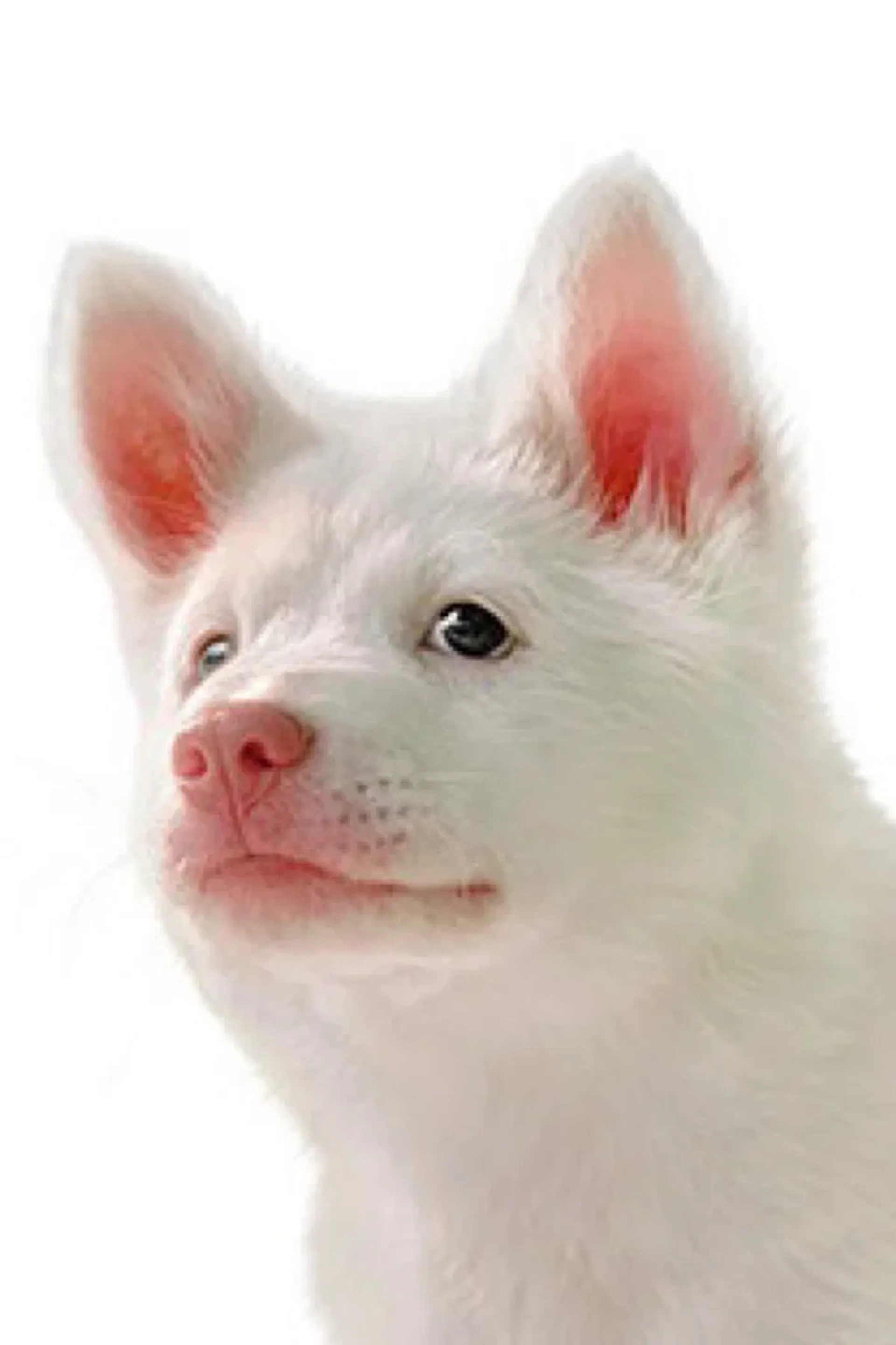 코리