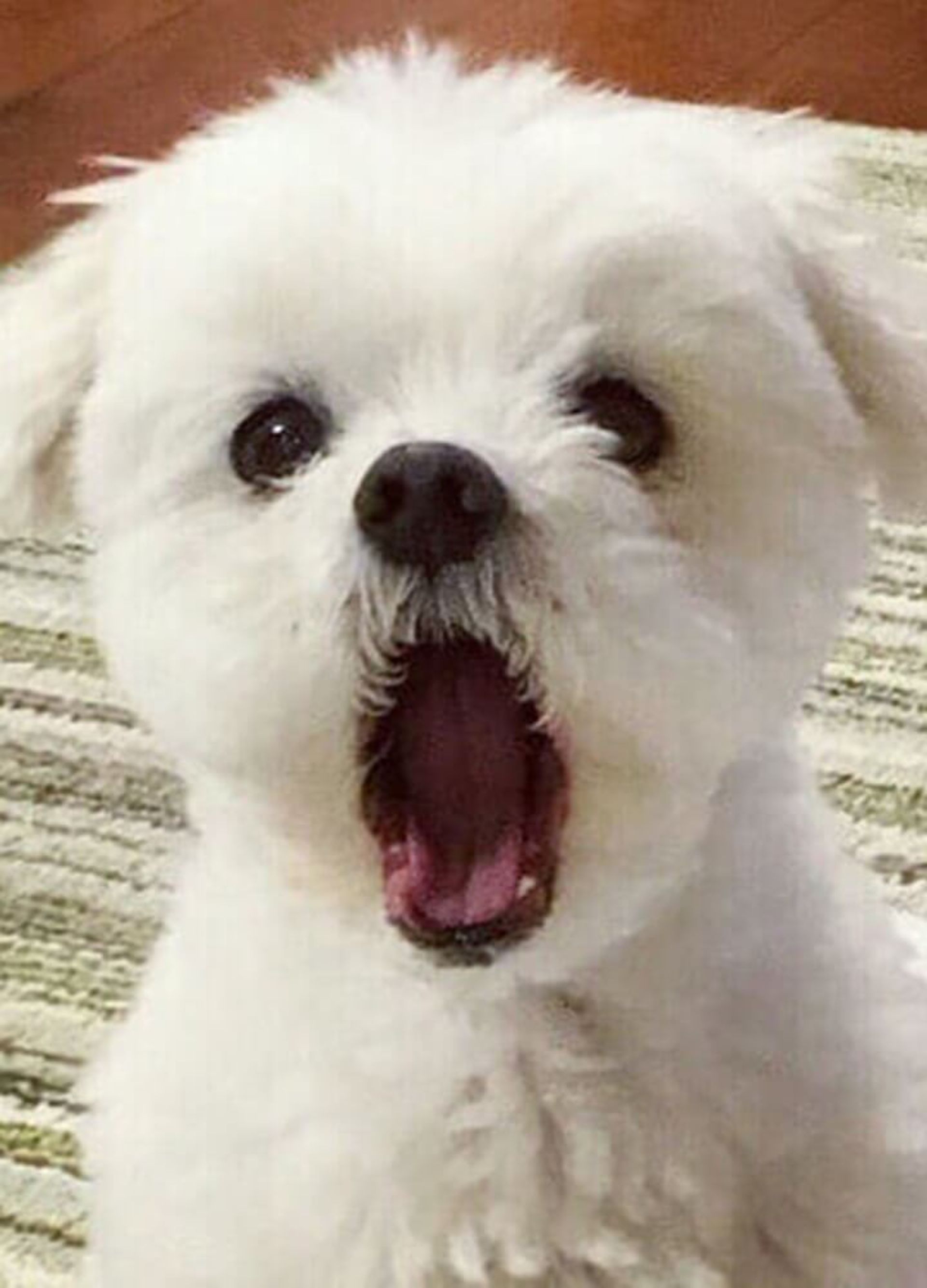 뿌꾸뿌꾸