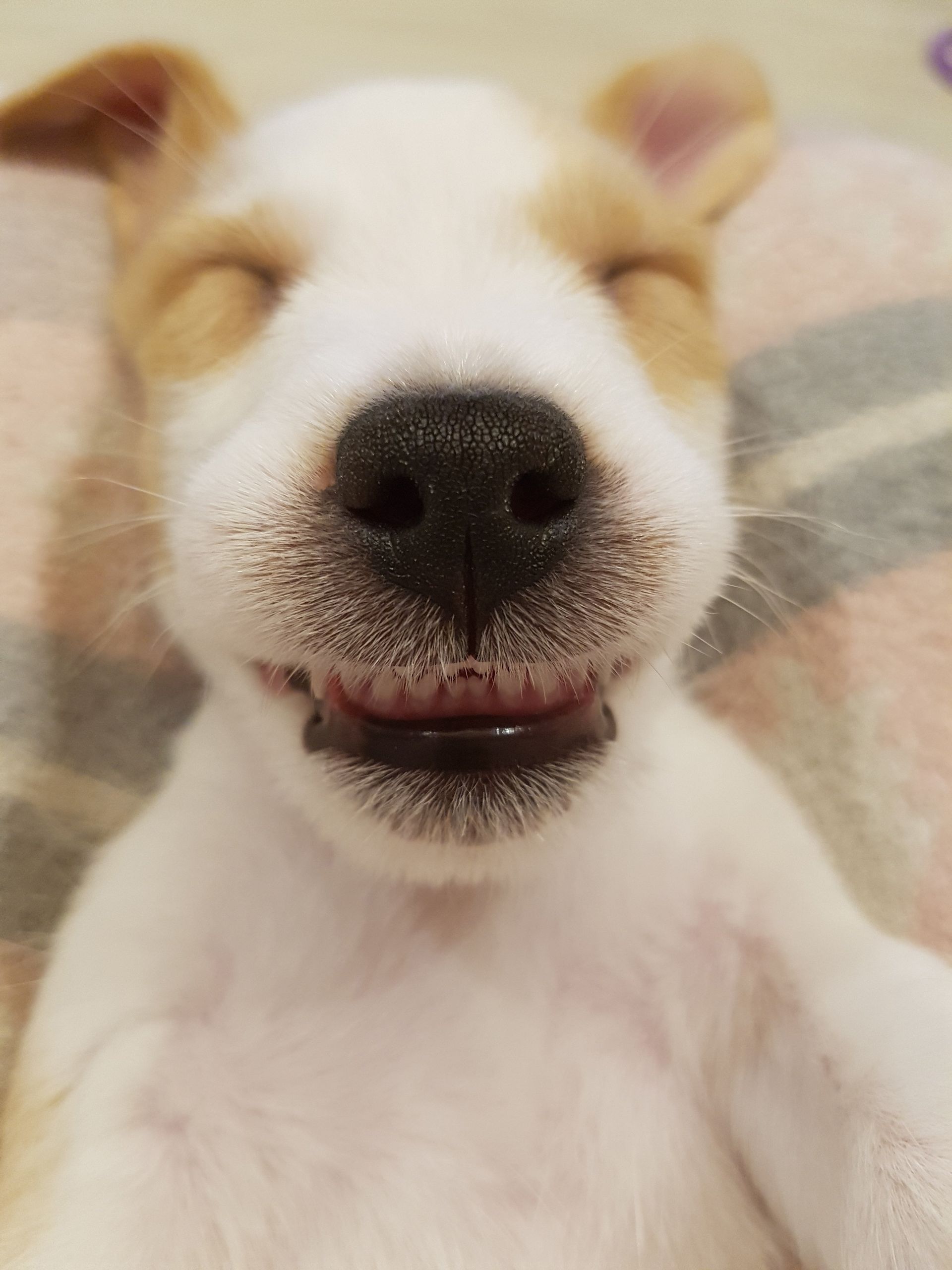 달님