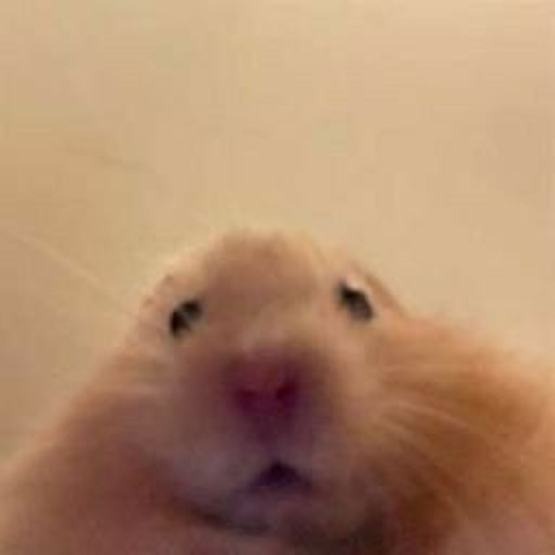 긴꿈