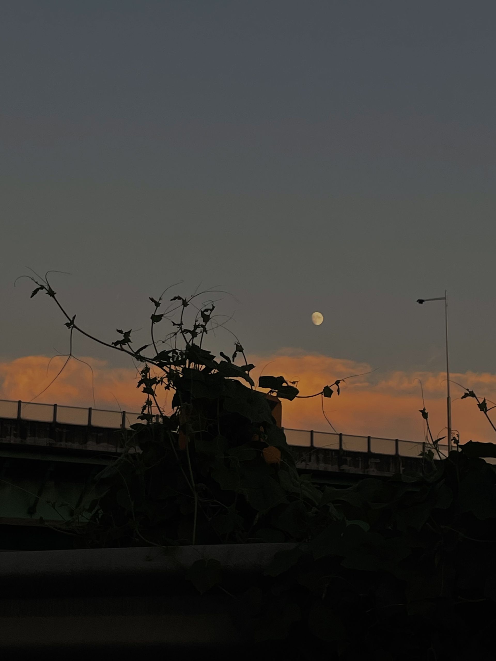 소우