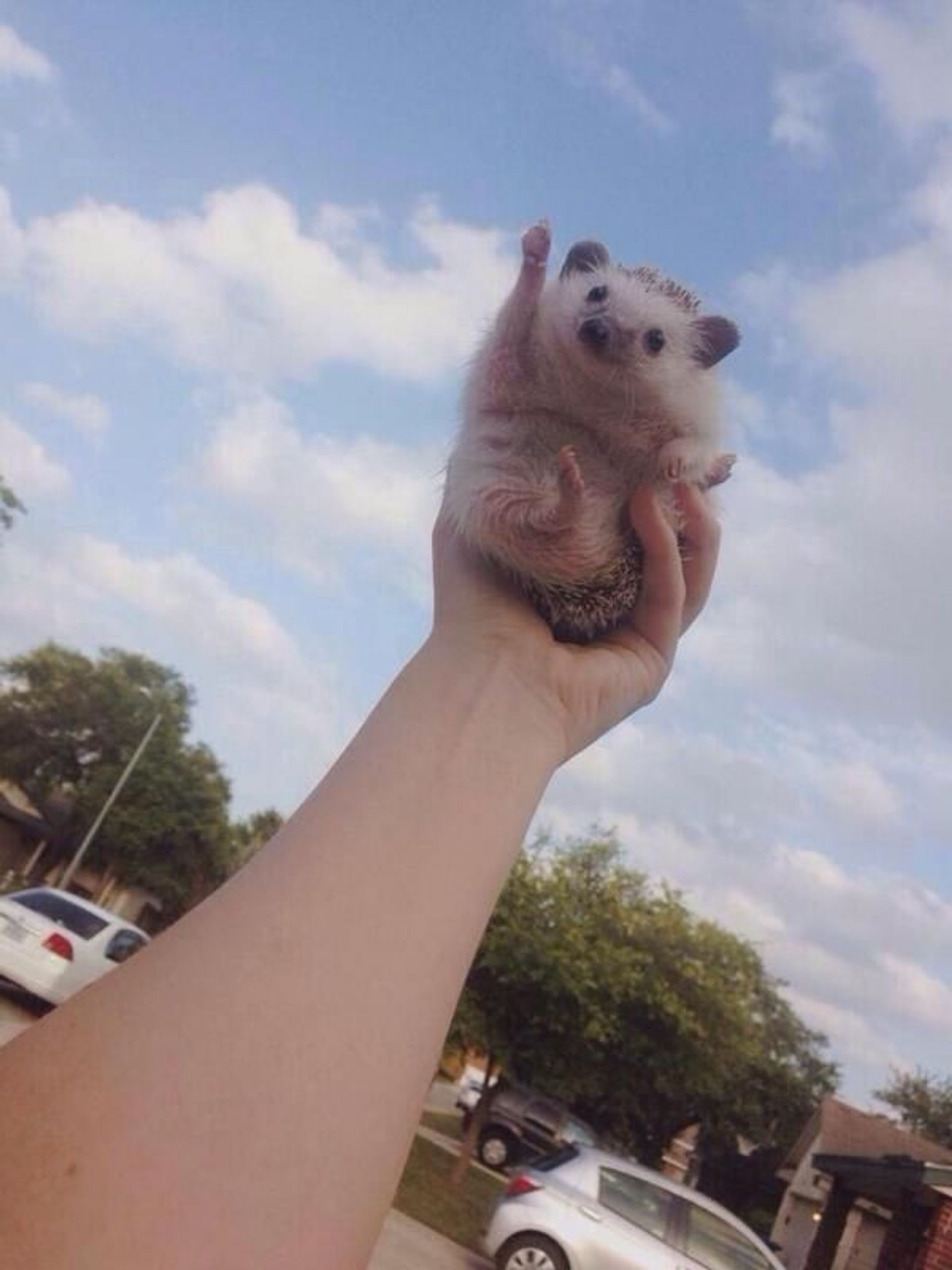 Ello