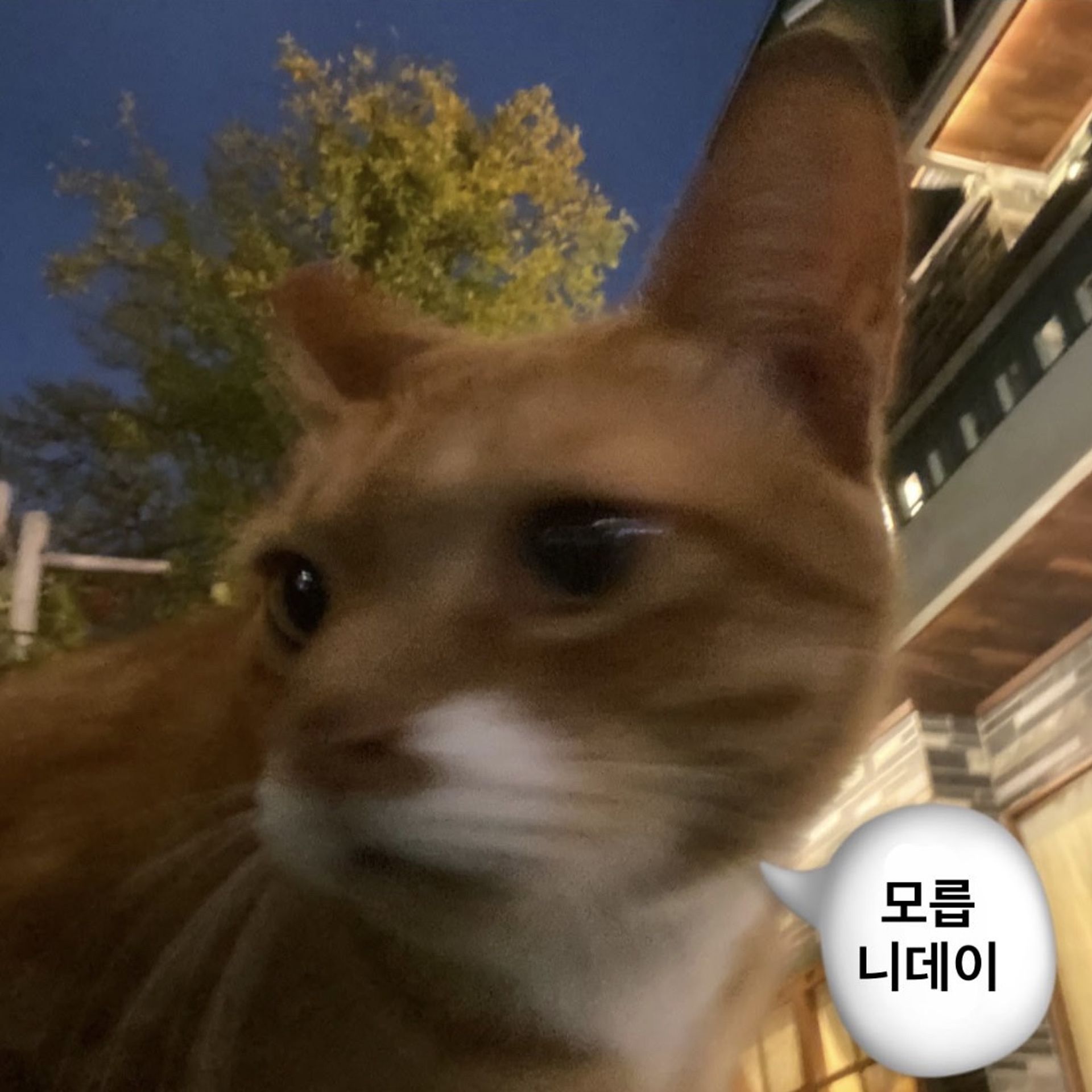 브루오사