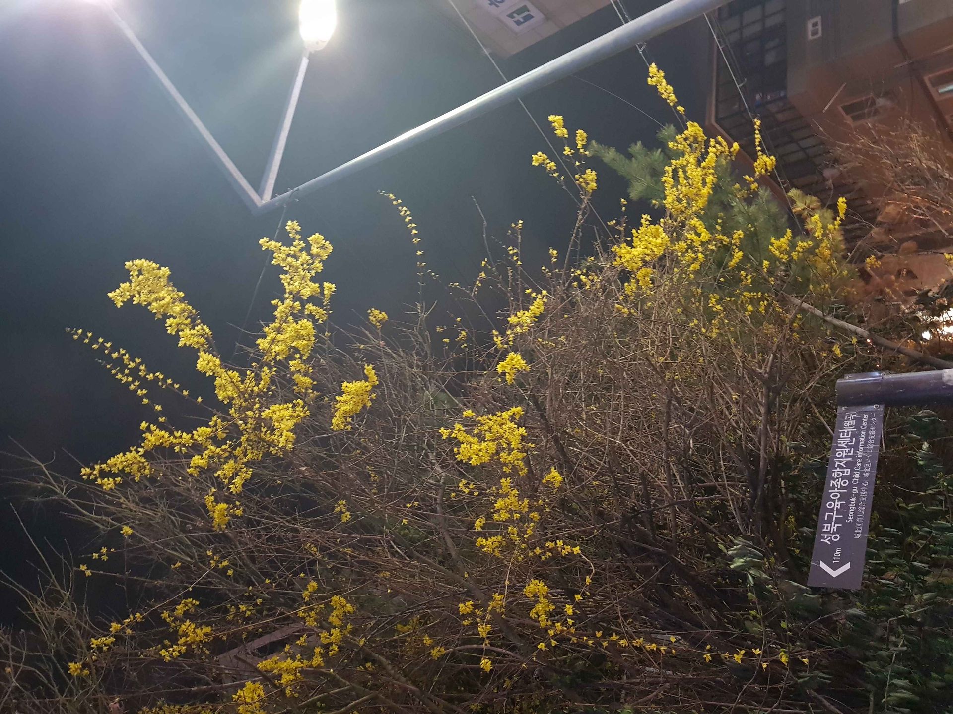 제시크리스탈