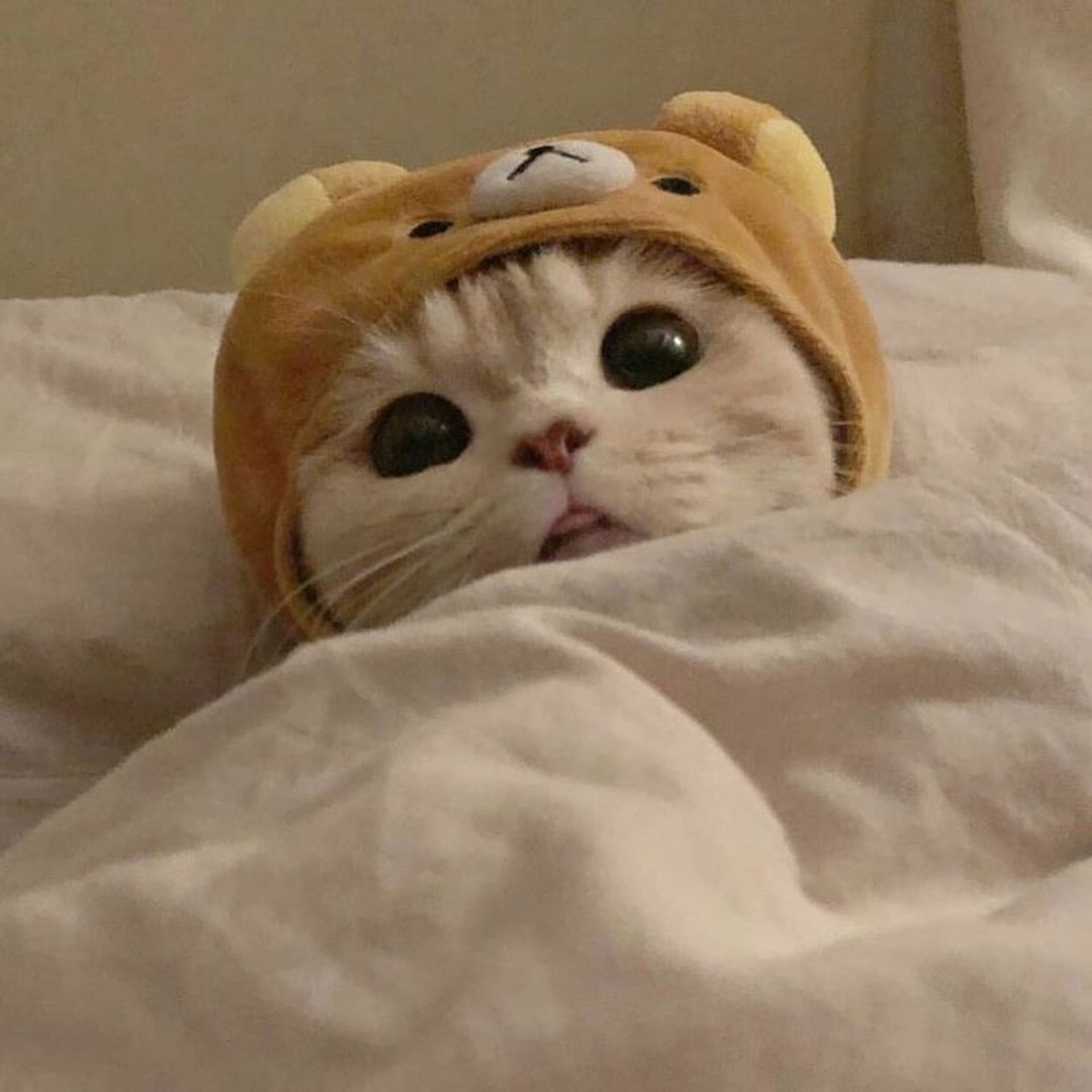 수박