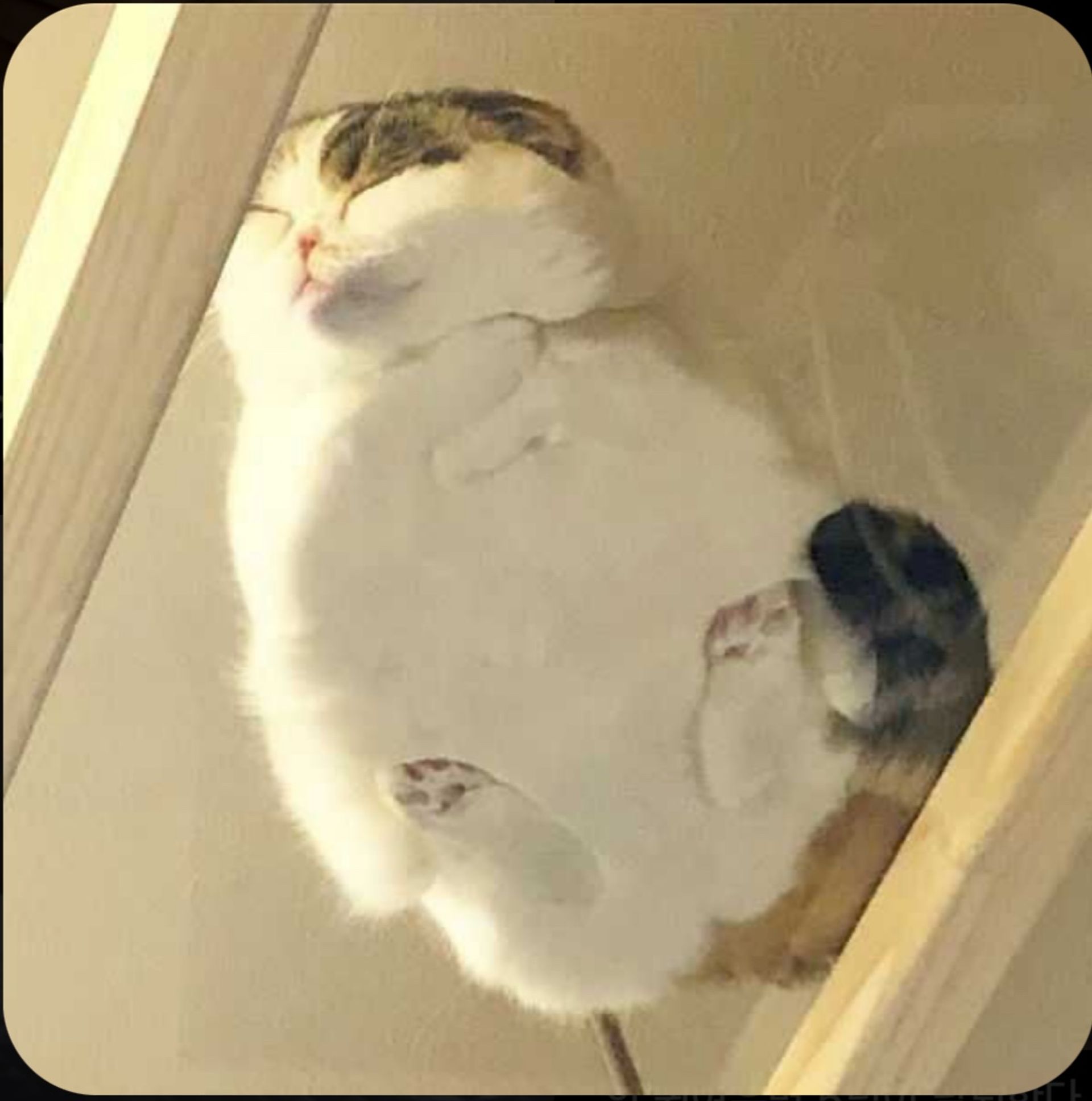 우울한 디카프리오