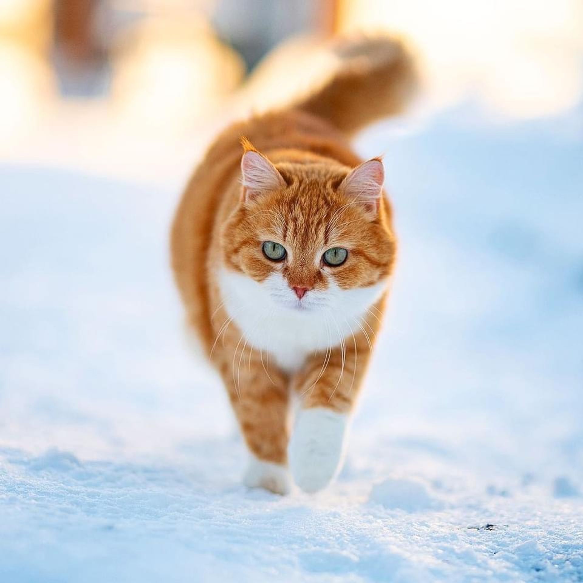 란가