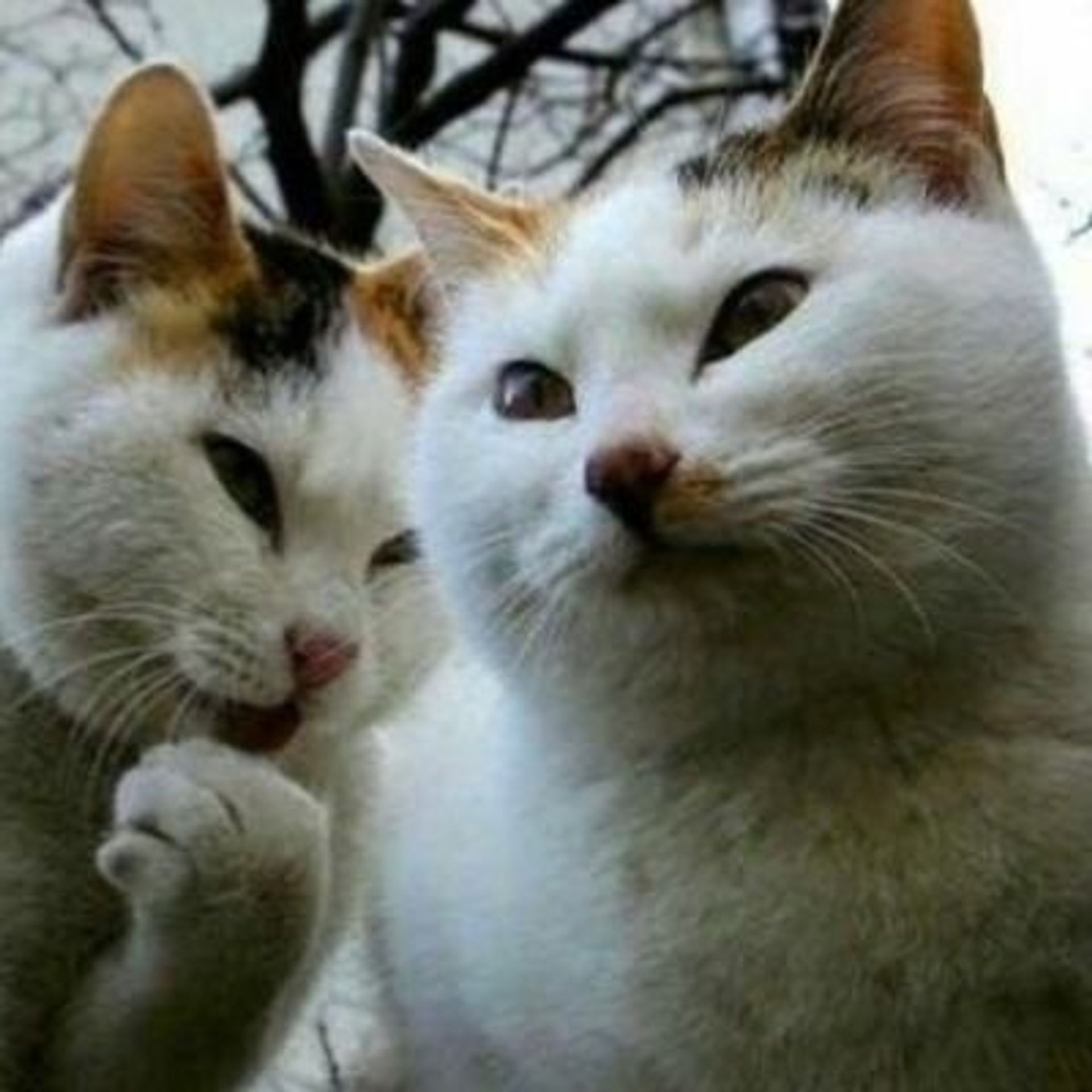 포카