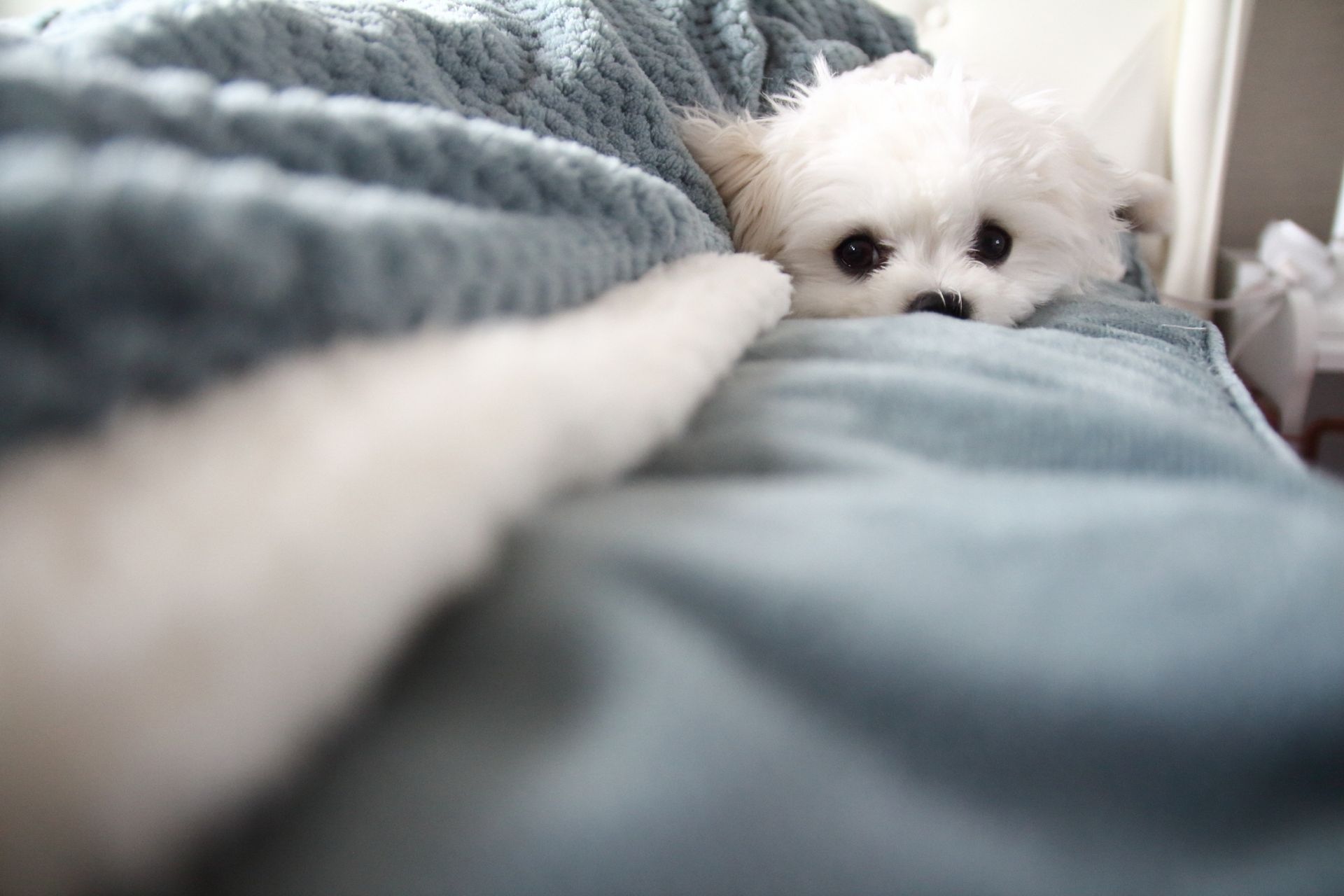 타잔