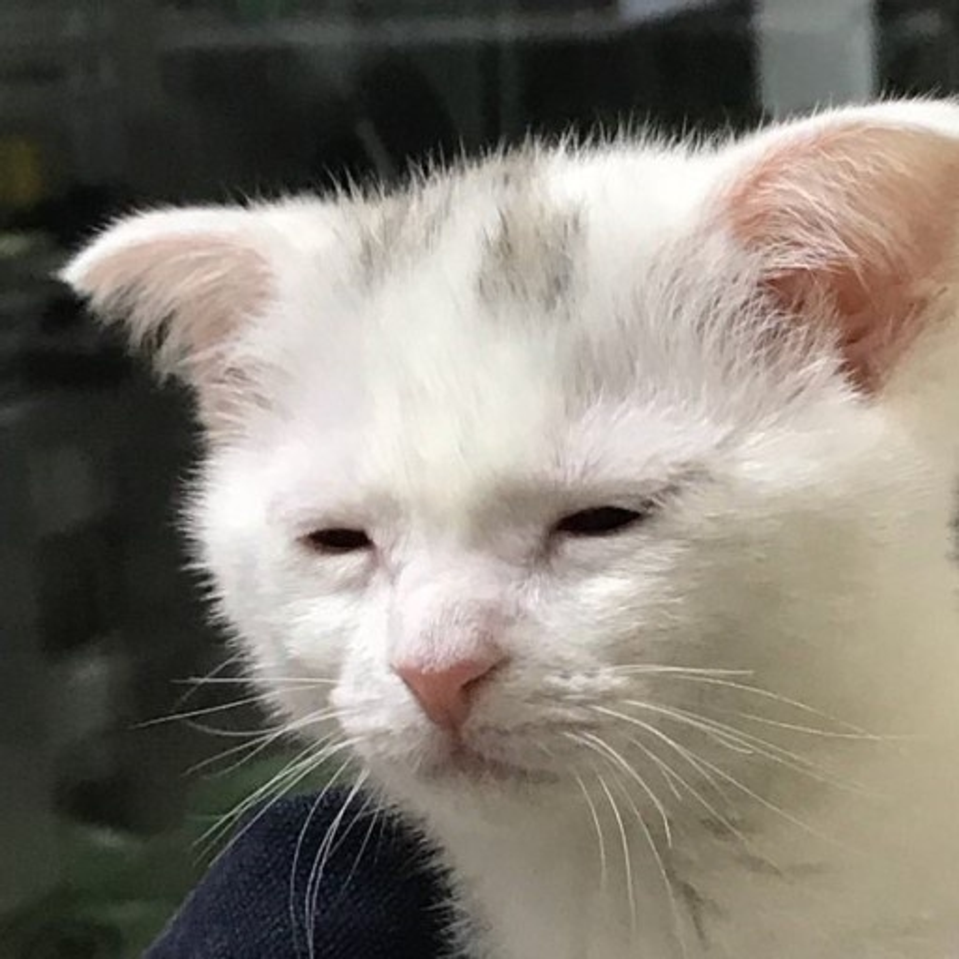 녹초