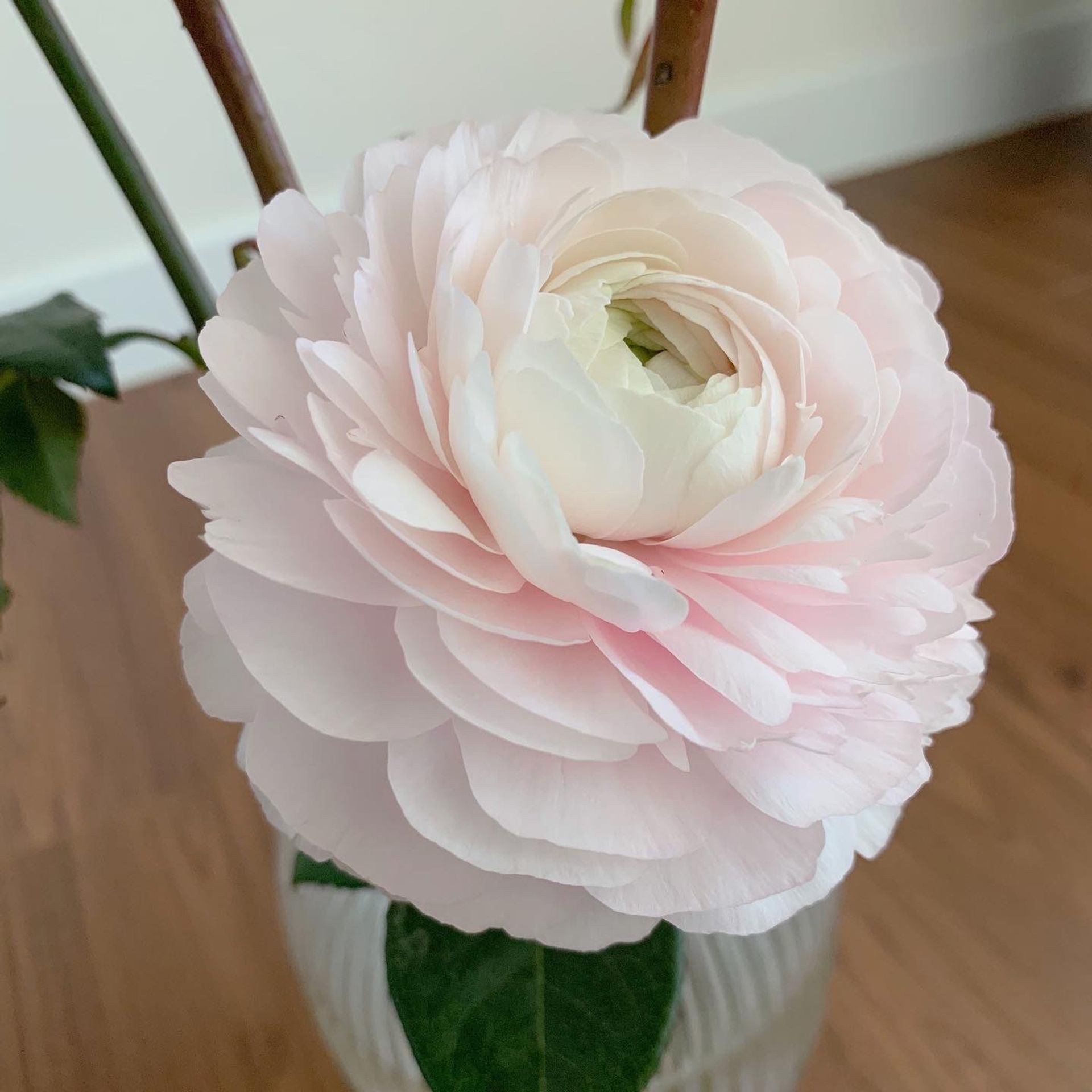 🌸