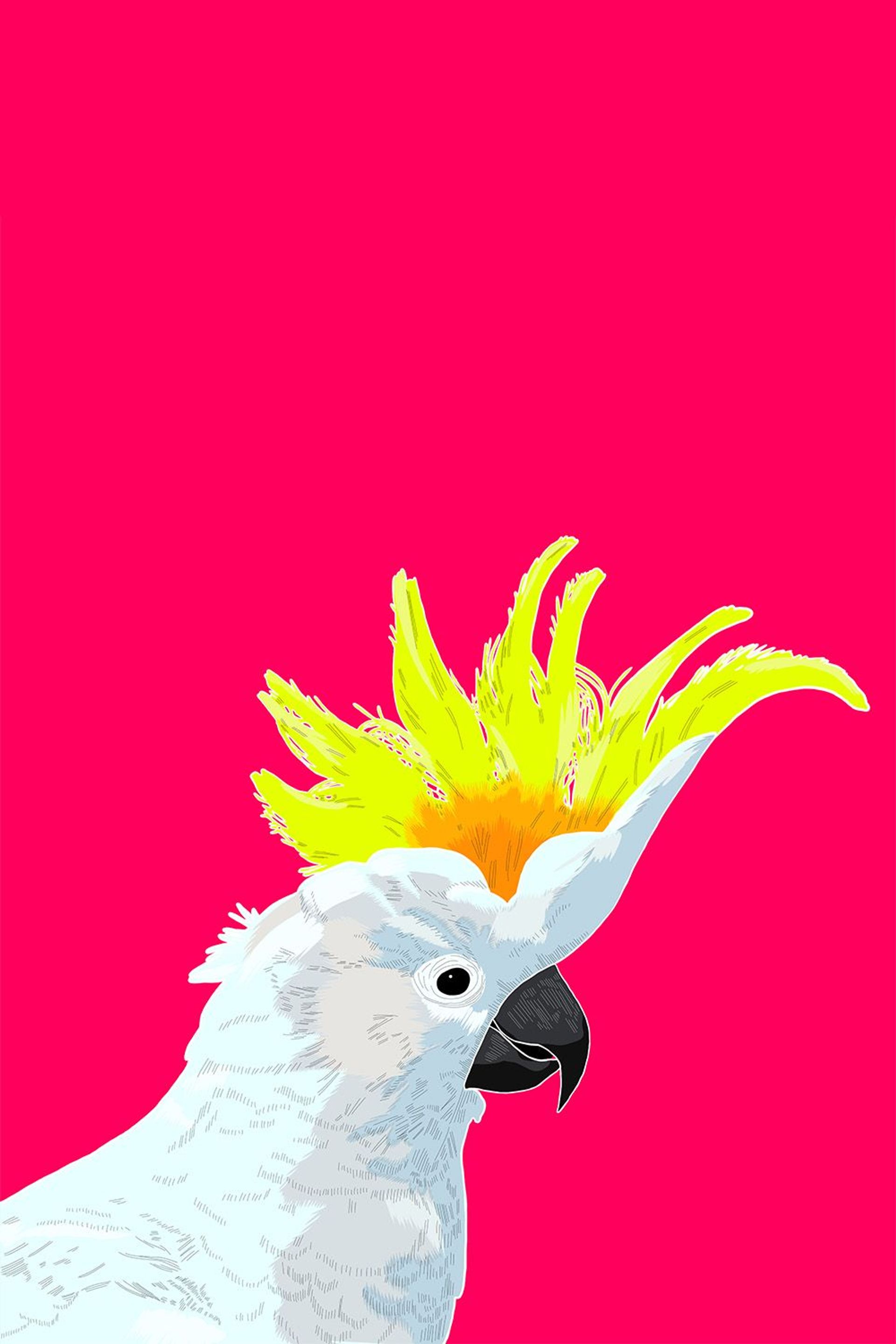 llama