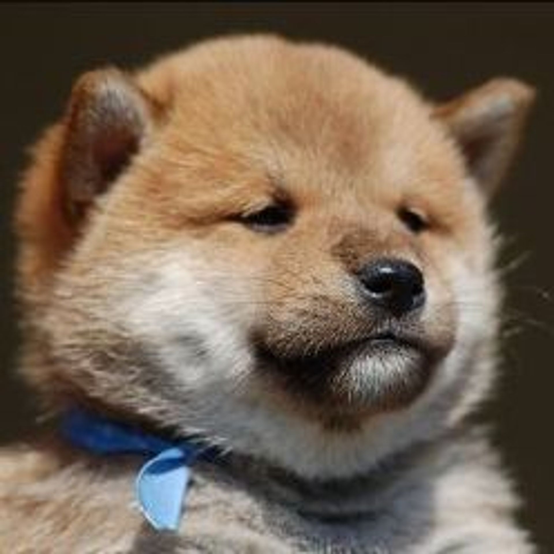 히나리