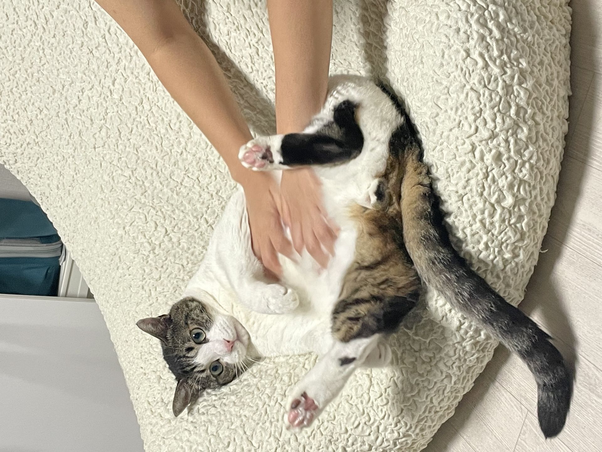 망고이모
