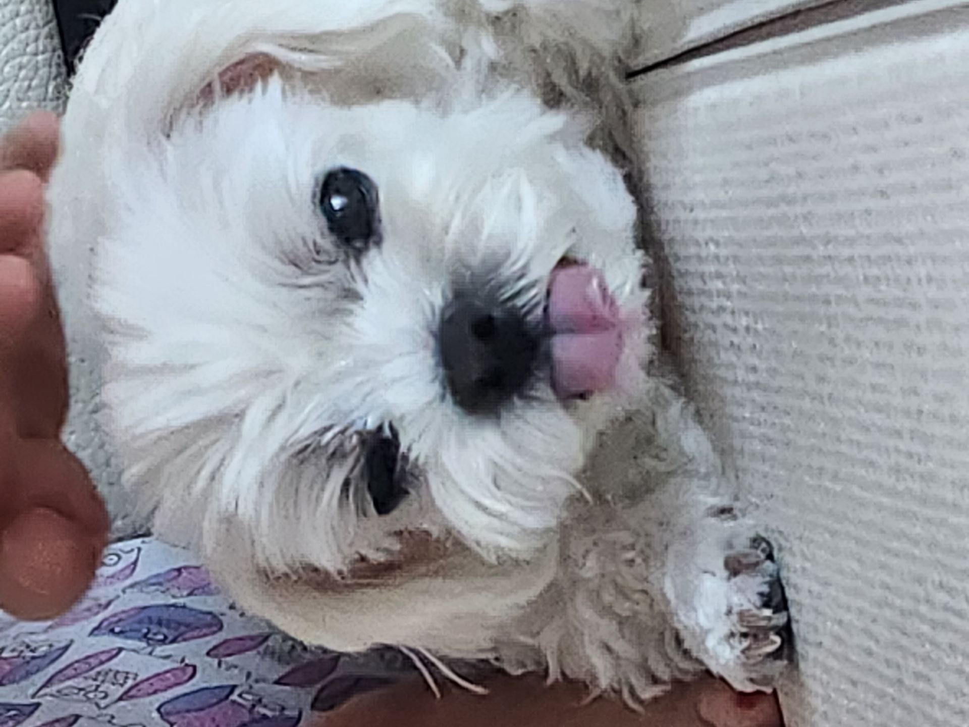ChannyBoi