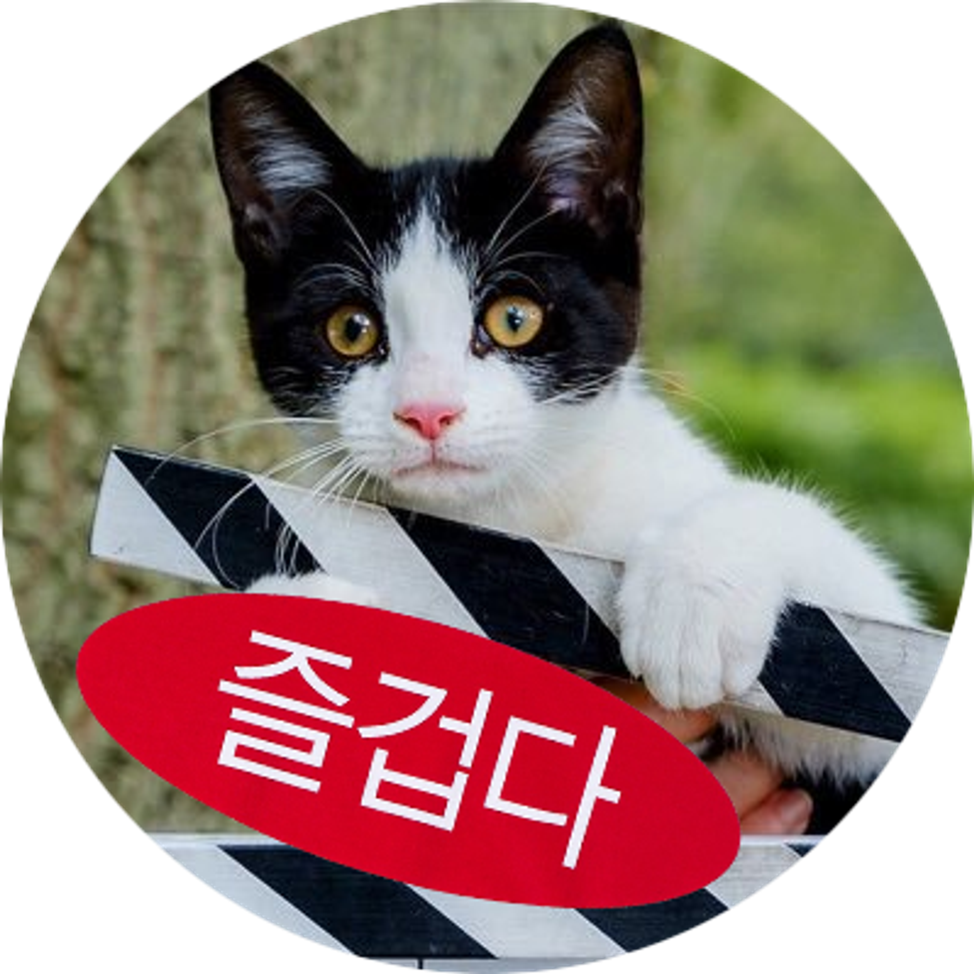 진가연