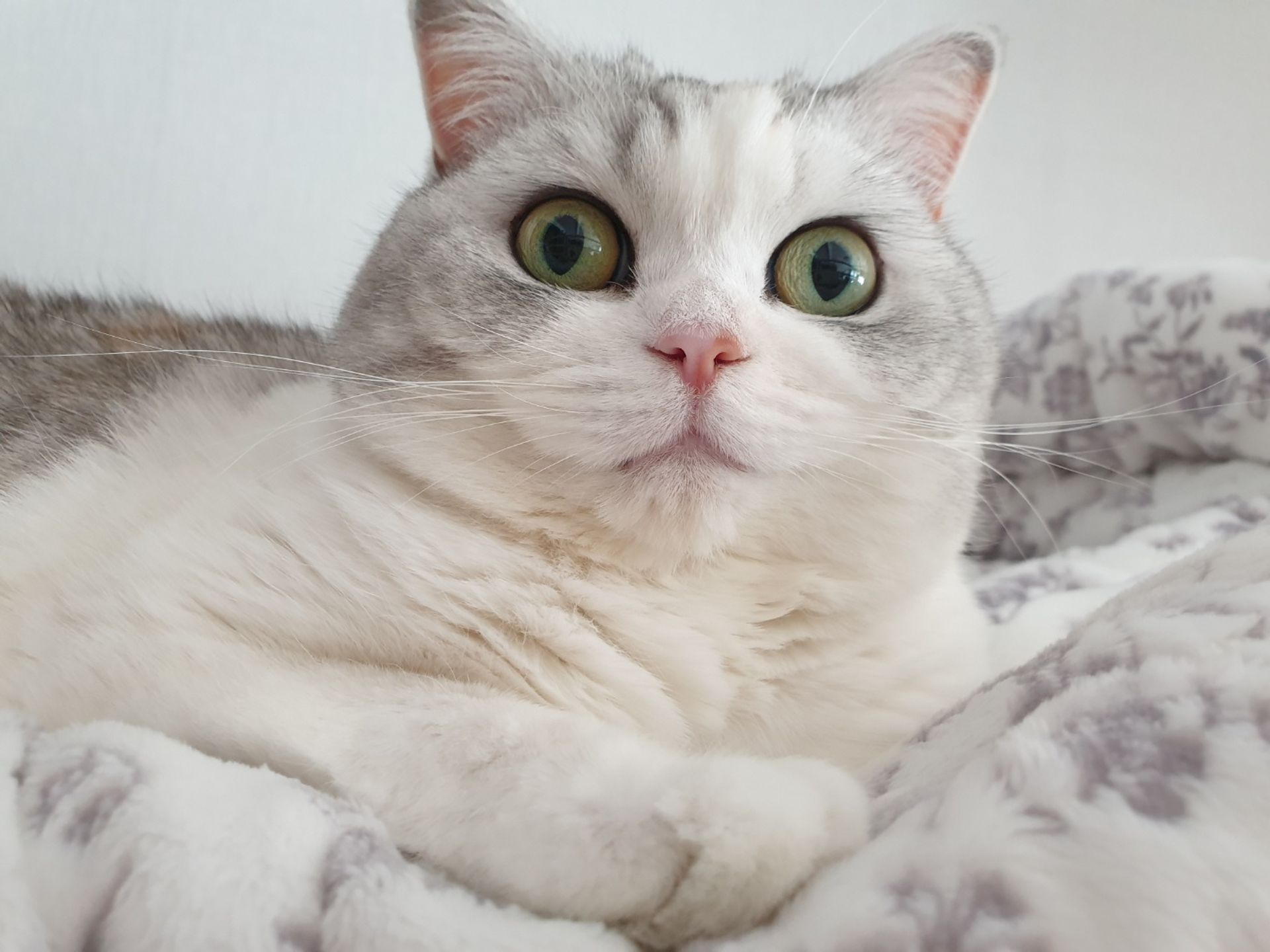 아실