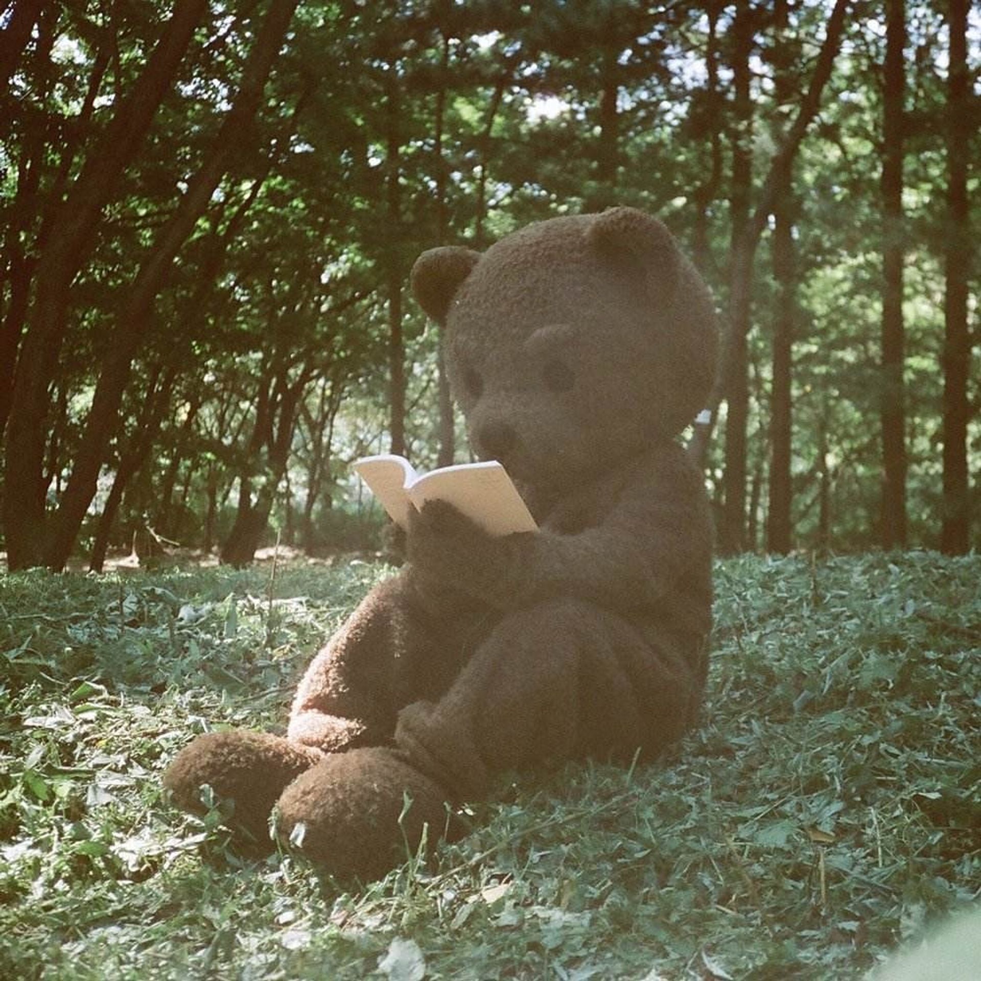 영화보는곰