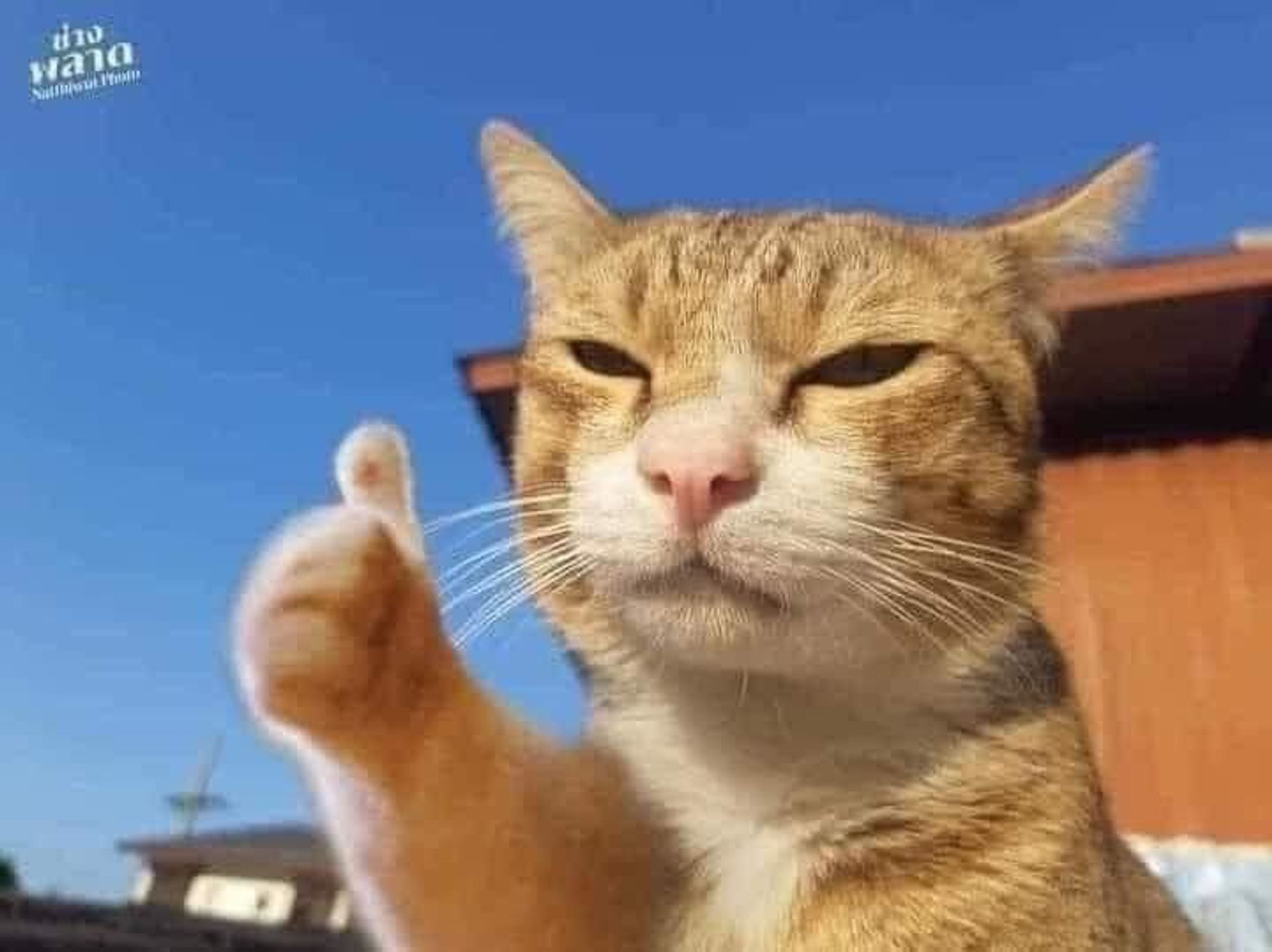 핆