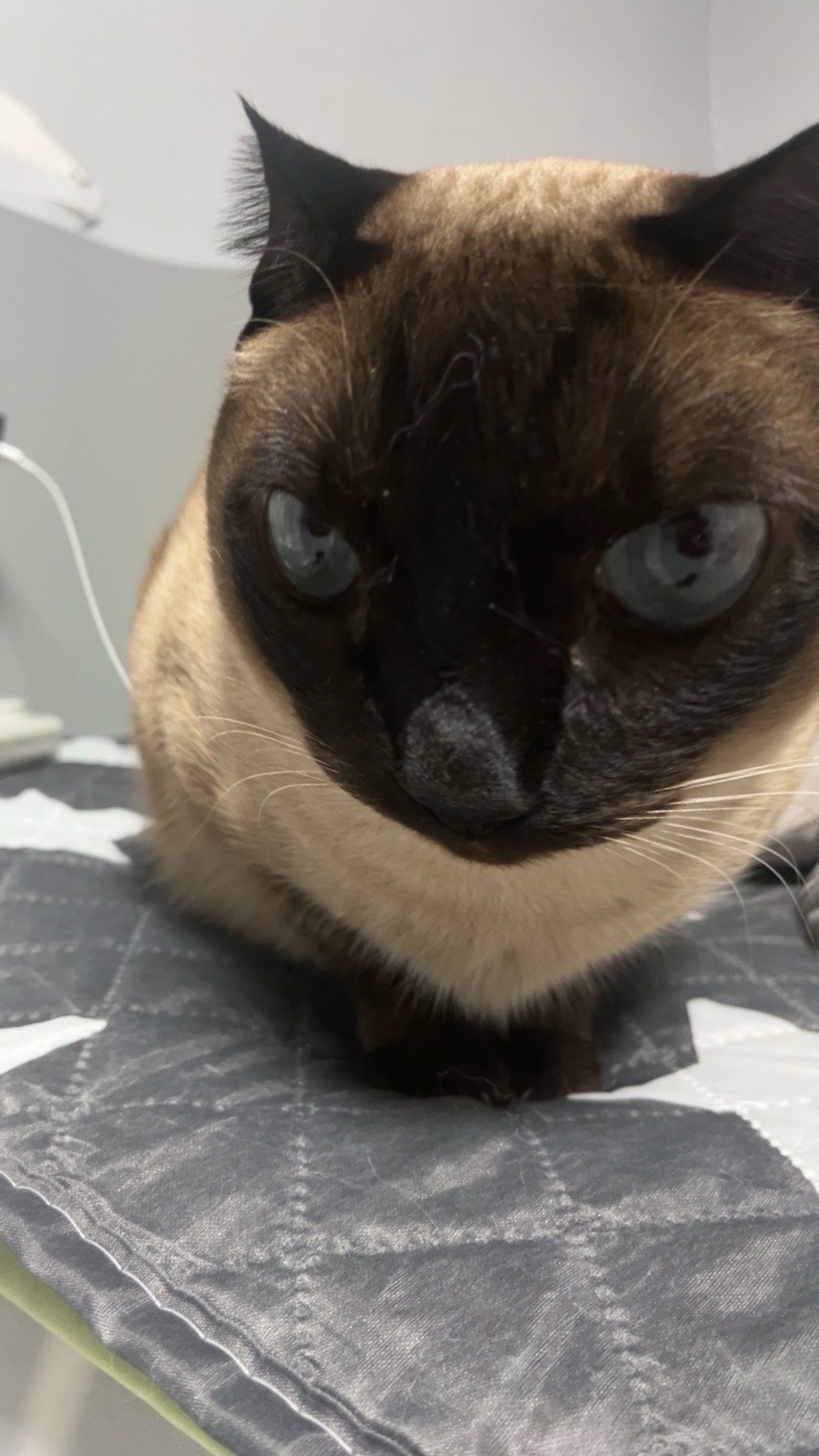 영화보는고양이