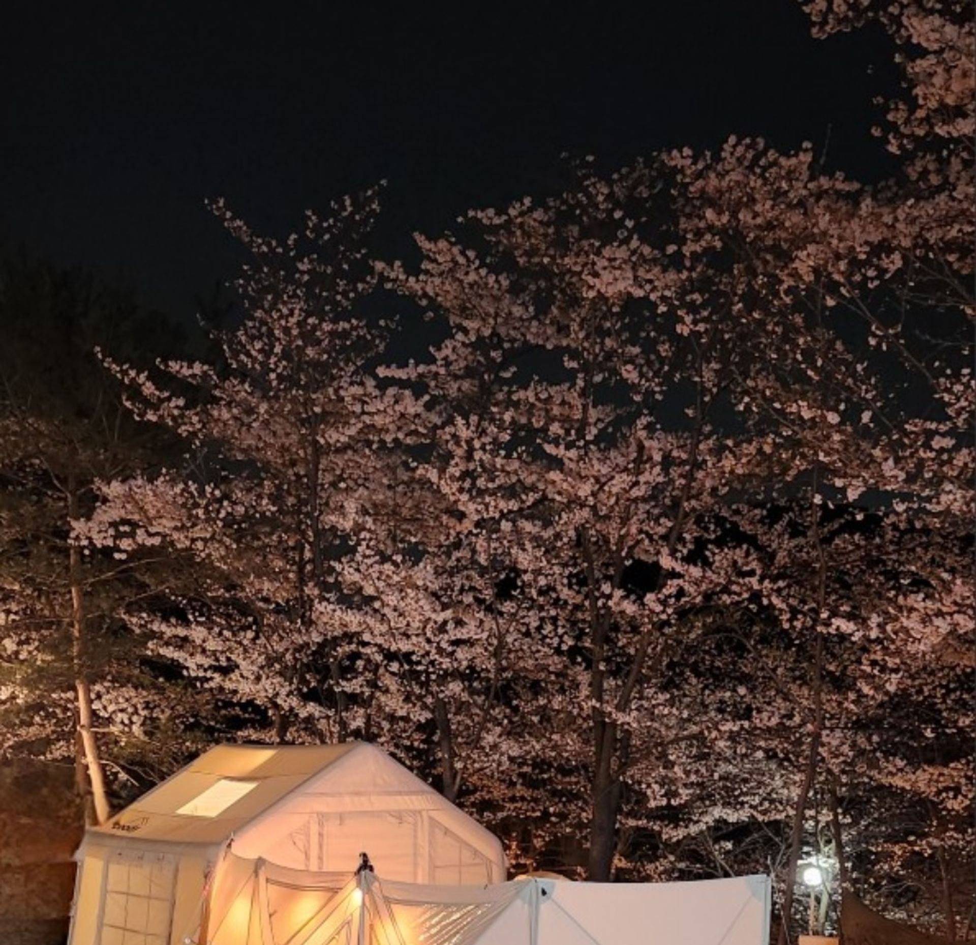 채소