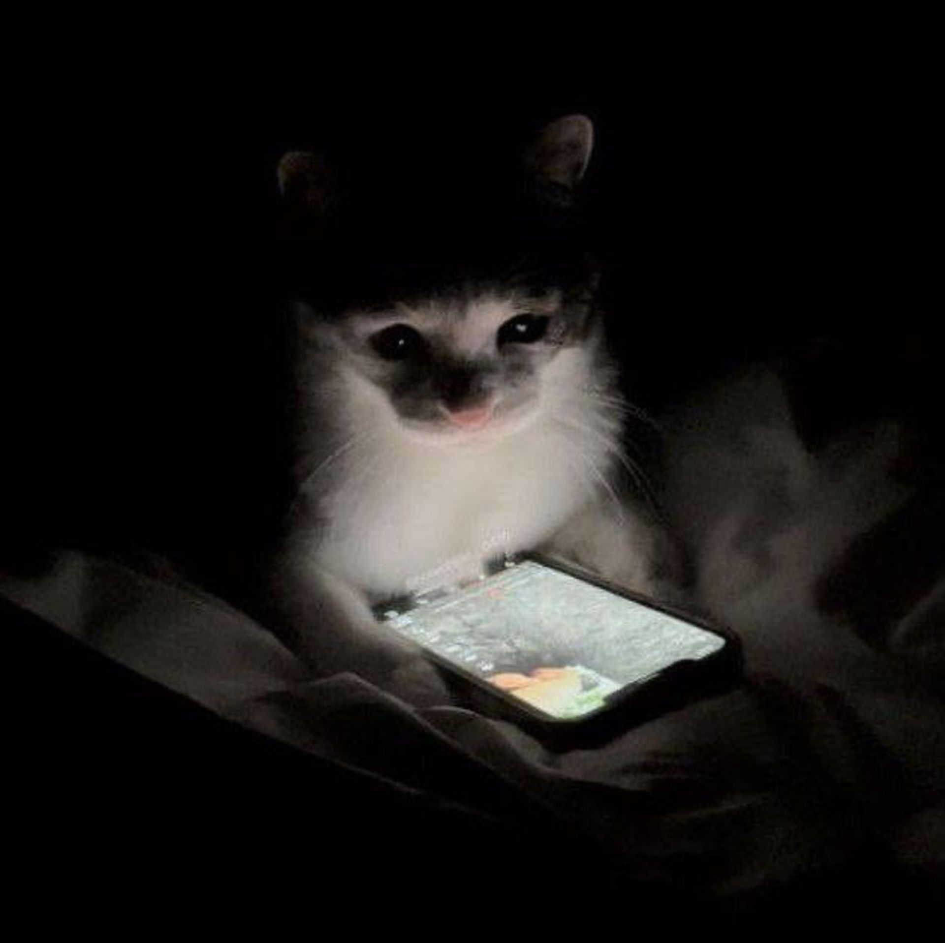 통모짜핫냥이