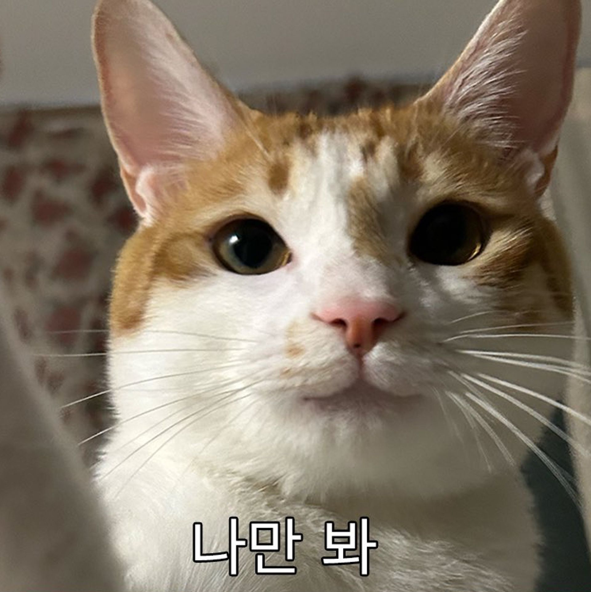 가나디