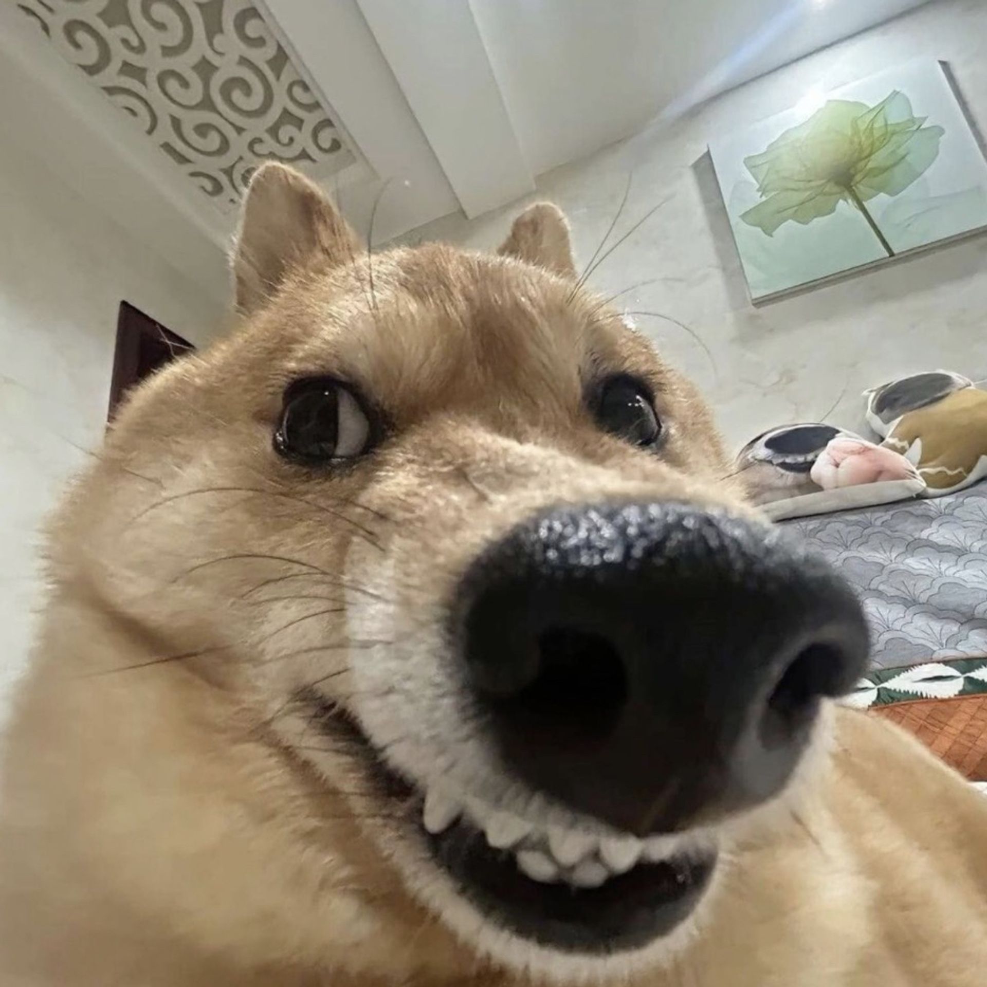 재밌으면짖는개