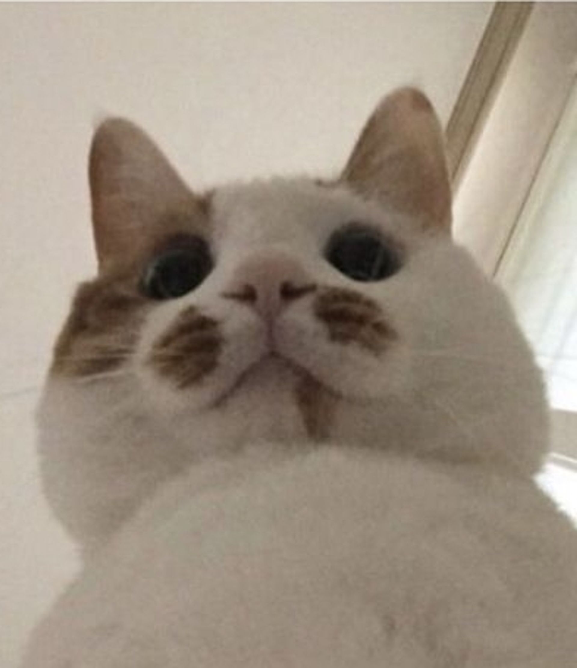 츄츄