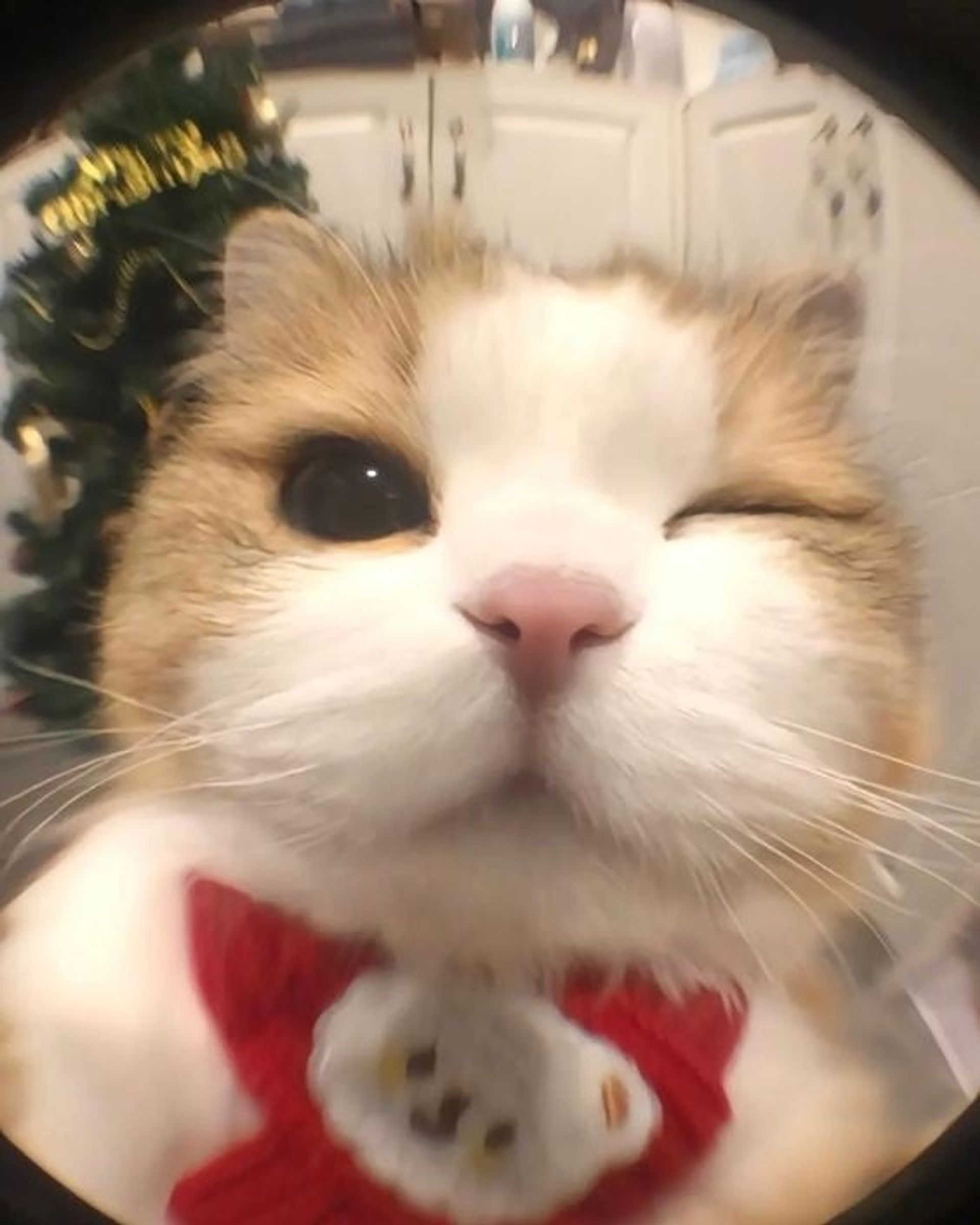 냥