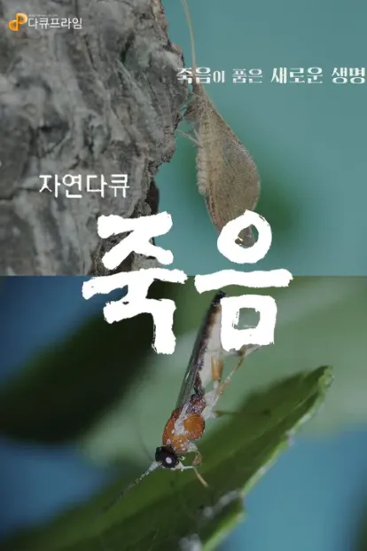 다큐프라임 : 자연다큐 죽음