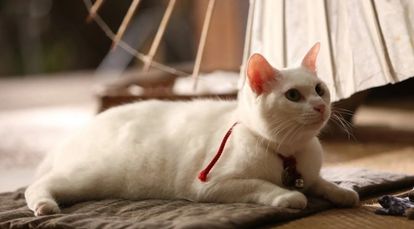 고양이 사무라이